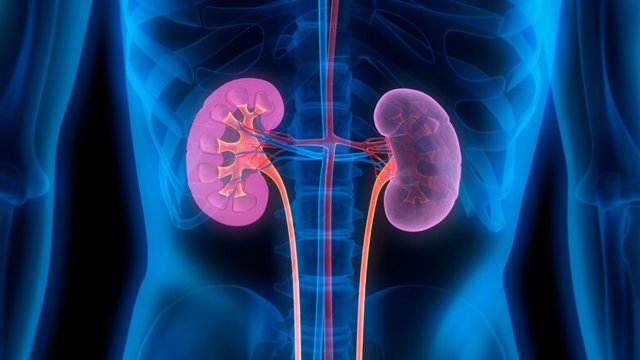 kidney-fa-782x440-1.jpg
