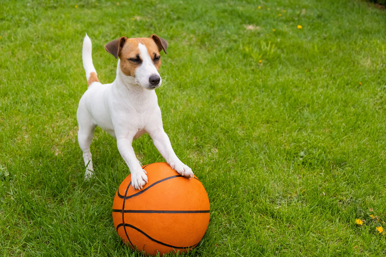 Dog standing with both paws on basketball