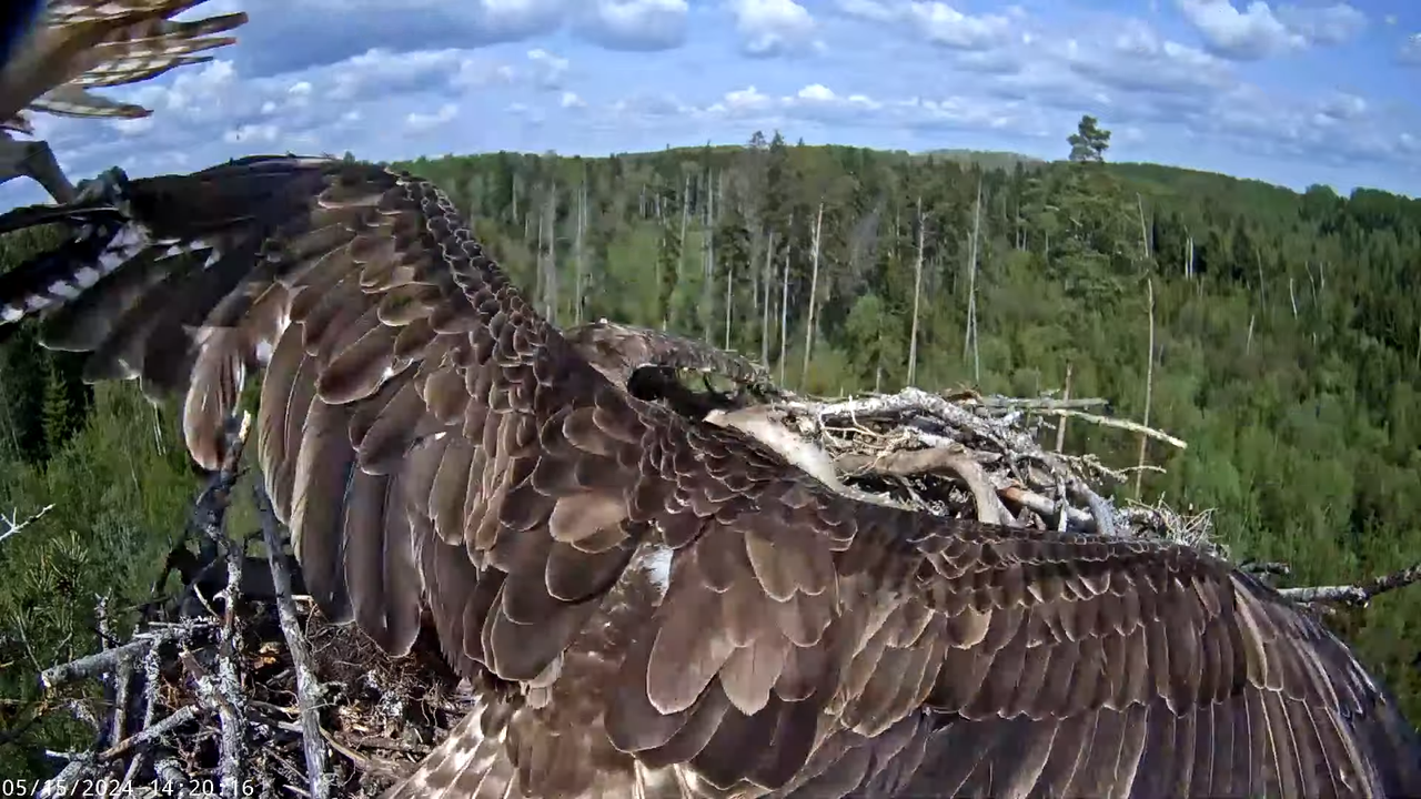 Kalakotkas2__Pandion haliaetus 5-4-56 screenshot (3)