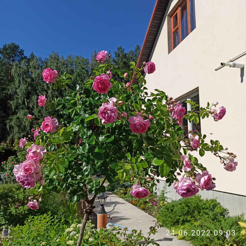 IMG_20220624_090348