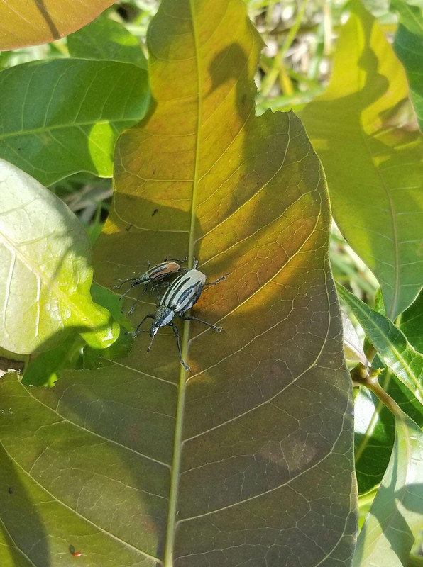 mango bugs