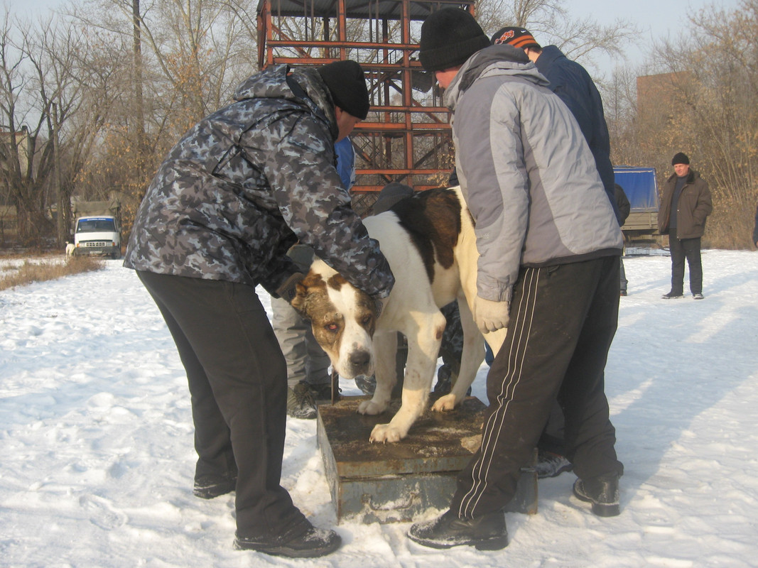 2009.11.21 Вес КАРАТ 63кг 4г (2)