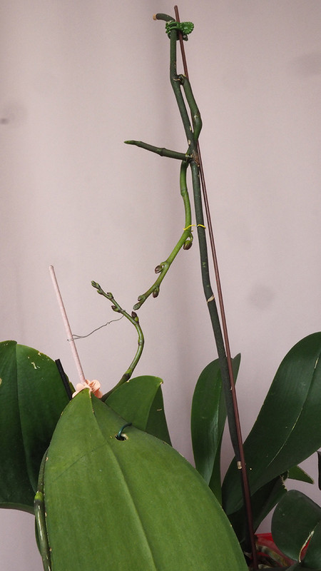 [Image: P5160020.jpg]