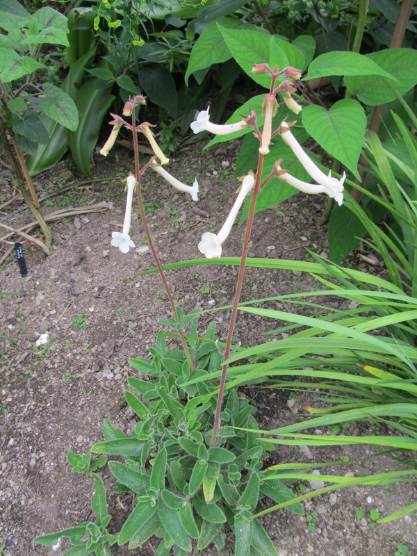 Sinningia tubiflora