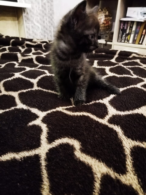 WhatsApp Image 2020-08-06 at 10.05.25 (1)