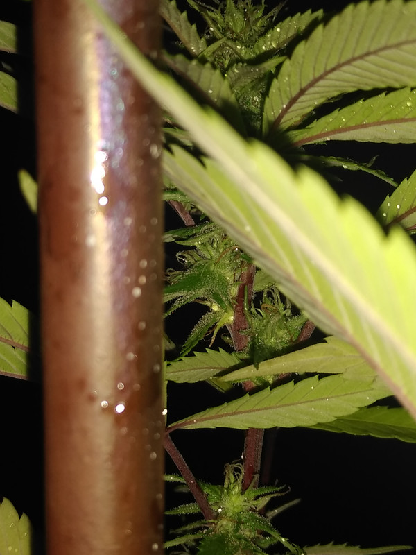 IMG_20200814_030305422