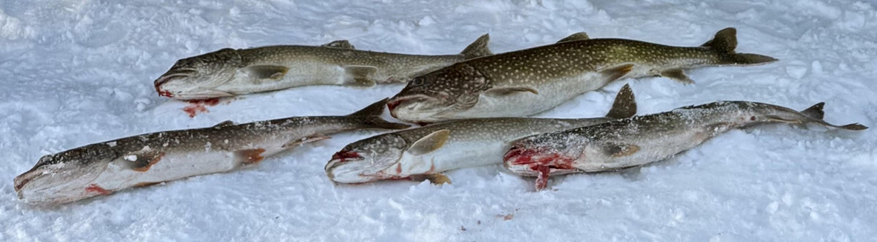Lake Trout v2