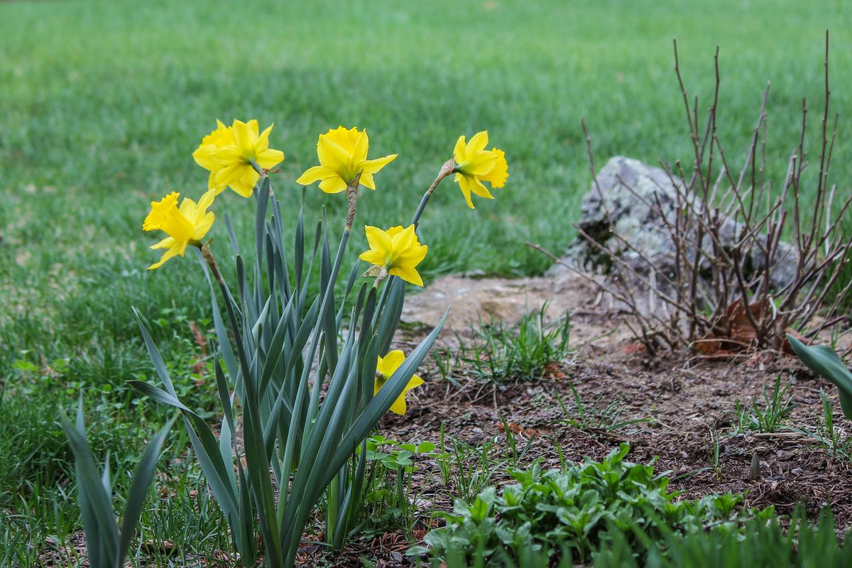 Backyard-4