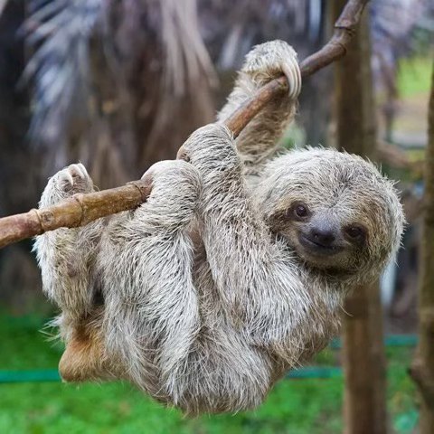 Sloth_Smile