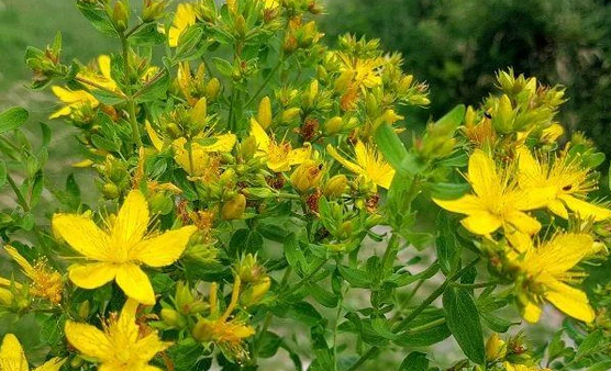 STJOHNSWORT