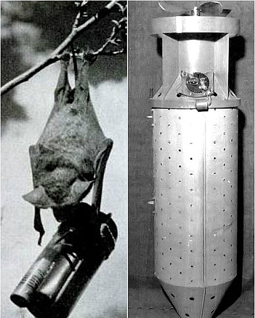 TIM-HOLT-BAT-BOMB-2-Fotor.jpg
