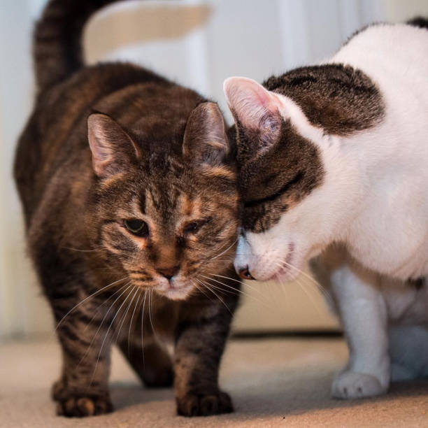 Cats headbutting