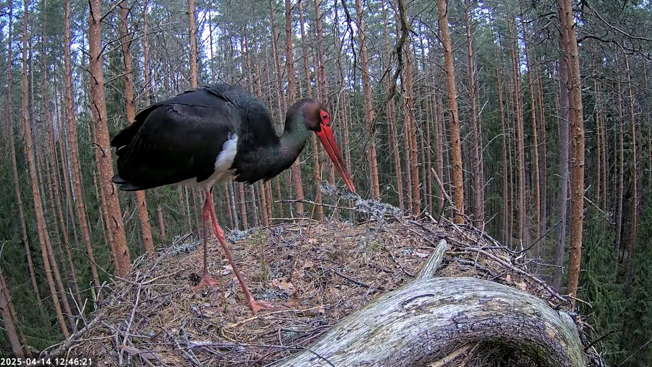 Must-toonekurg __ Ciconia nigra __ Black Stork 4-7-46 screenshot (1)