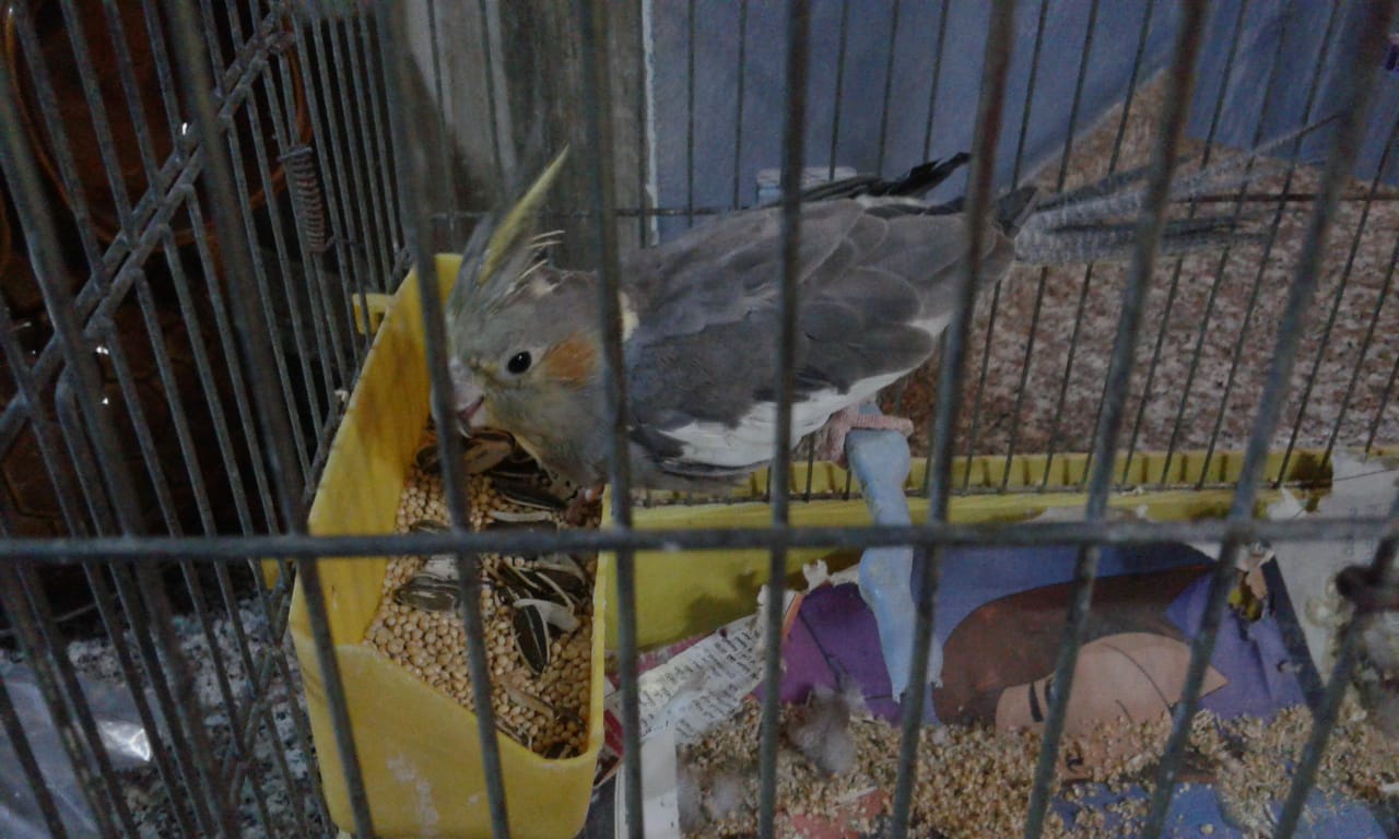 صورة