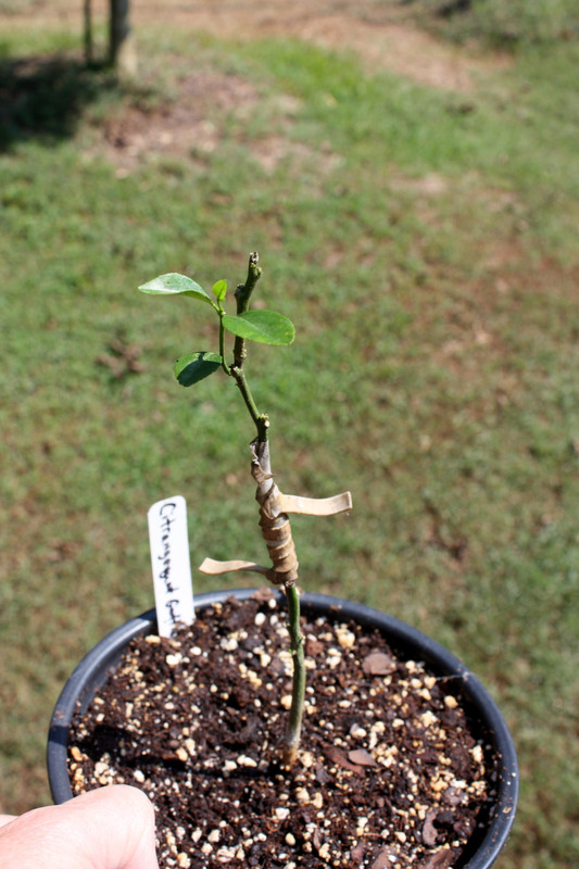 Thomasville grafted april 2019