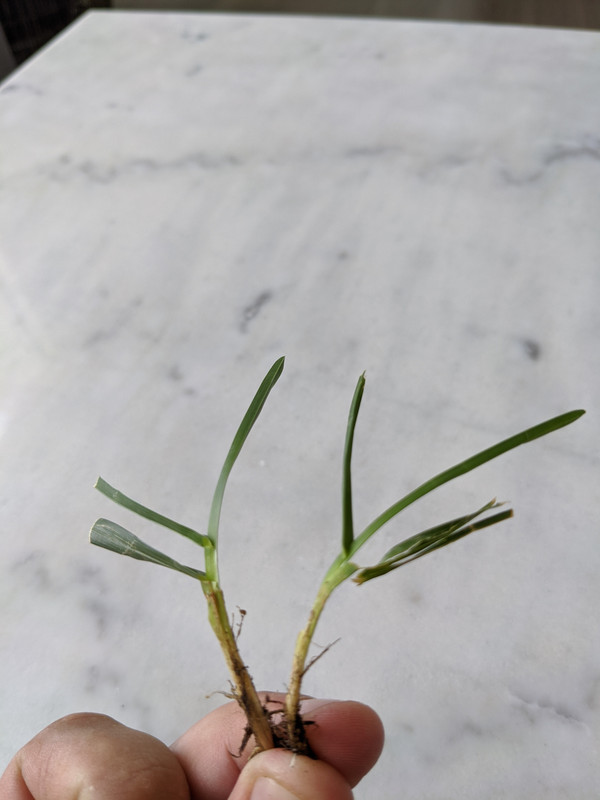 This coarse grass is taking over my lawn..help! Lawn Care Forum