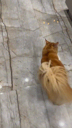 IMG-9485.gif