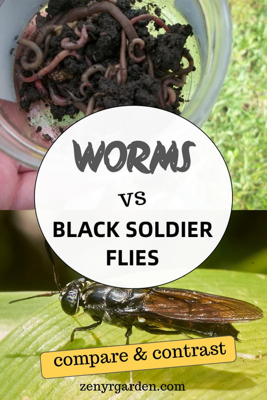 composting-worms-versus-black-soldier-flies-compare-contrast-pin.jpg