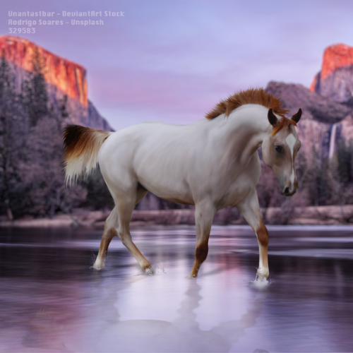 Bay-Horse-Cantering-500x500-1.png