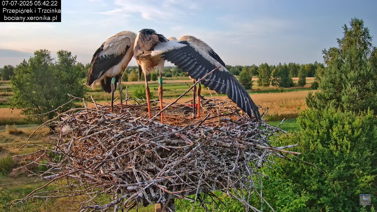 07072025bociany9
