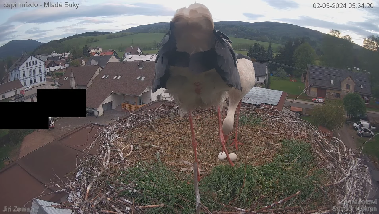 Tiešraides kamera — Mladé Buky — stārķa ligzda 8-14-32 screenshot