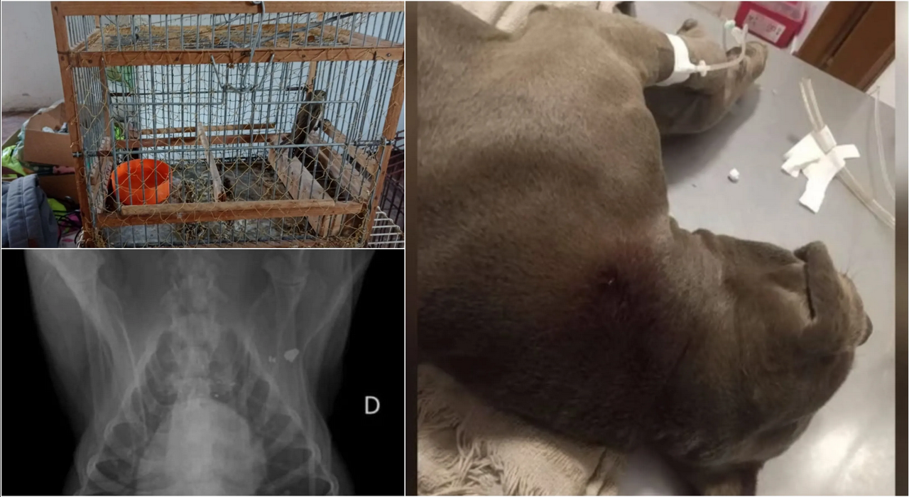 Dispararon a un perro pitbull de un negocio para robar 48 pájaros