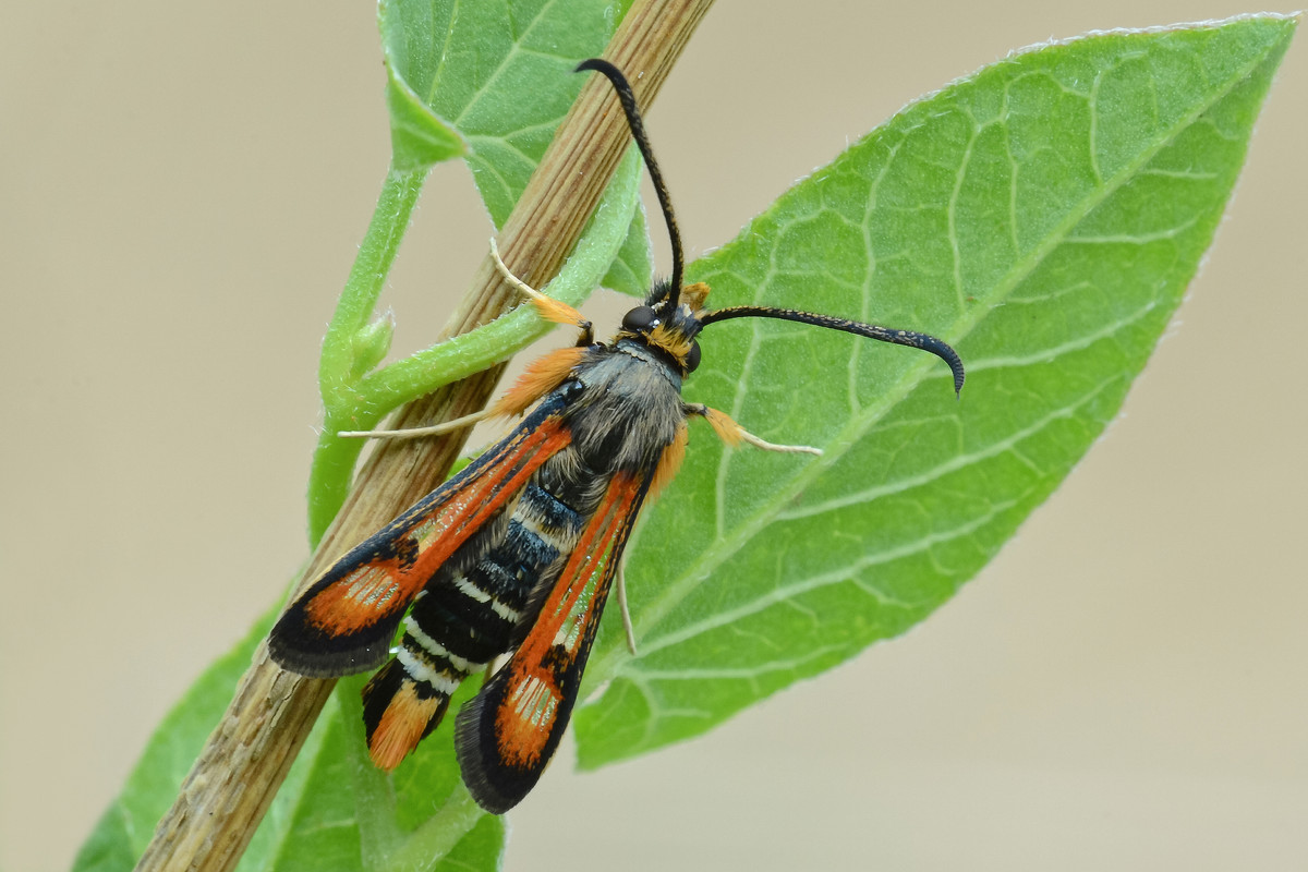 Pyropteron