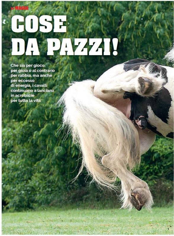 Il Mio Cav (Nov 2022) 1