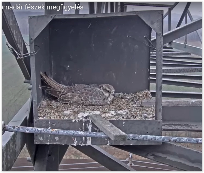 Screen Shot 03-31-22 at 08.49 AM 001