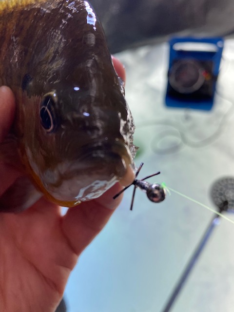 Blugill