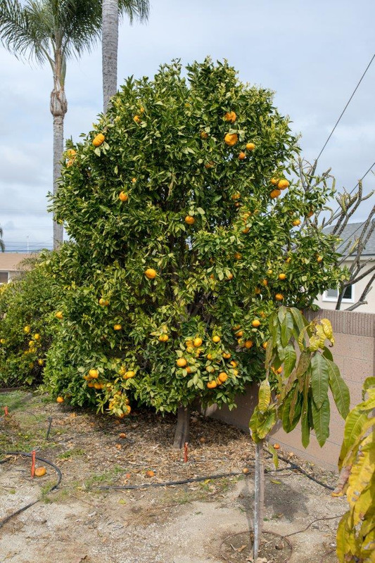 8U1A4649  Gold Nugget Mandarin Tree in the Morning (4-1-2018)