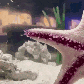 GIFs-1