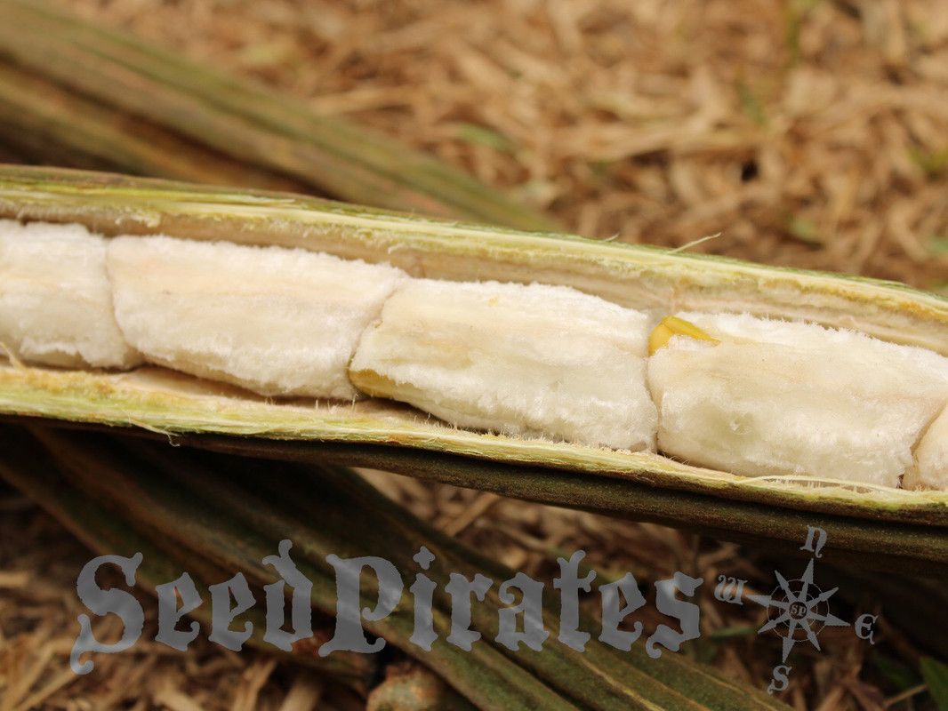 FF3826BC-DA7E-4970-AA86-217A96E66255