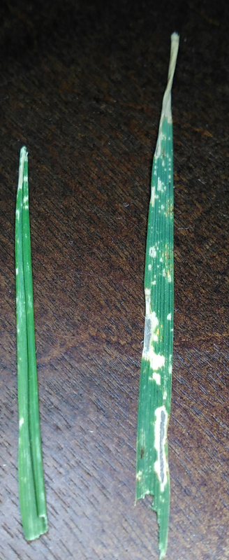 Fescue Disease 2 - Fall 2017