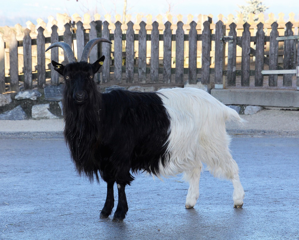 blacknwhite-goat-5116729-1280.jpg
