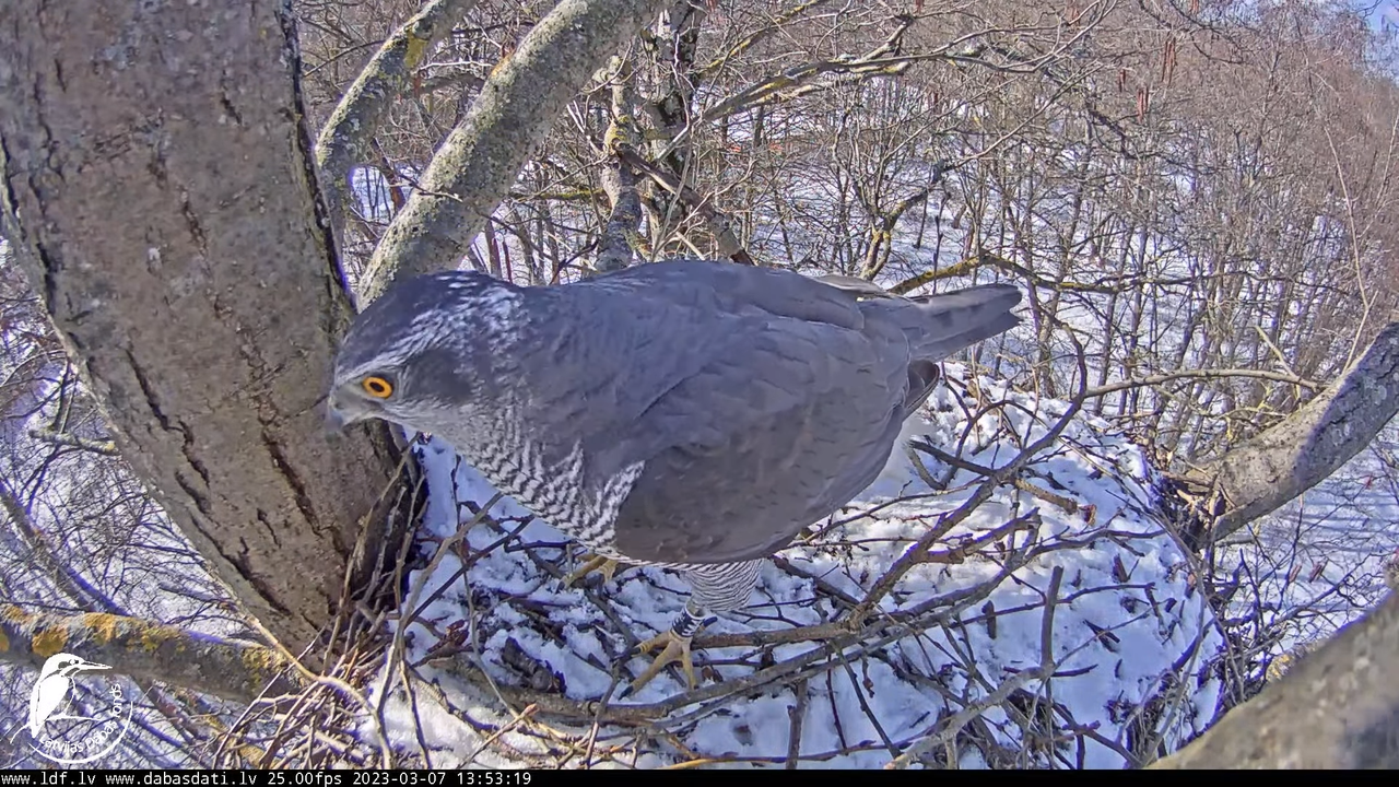 Vistu vanags (Accipiter gentilis) Rīgā - LDF tiešraide __ Goshawks, Riga, Latvia 12-53-54 screenshot