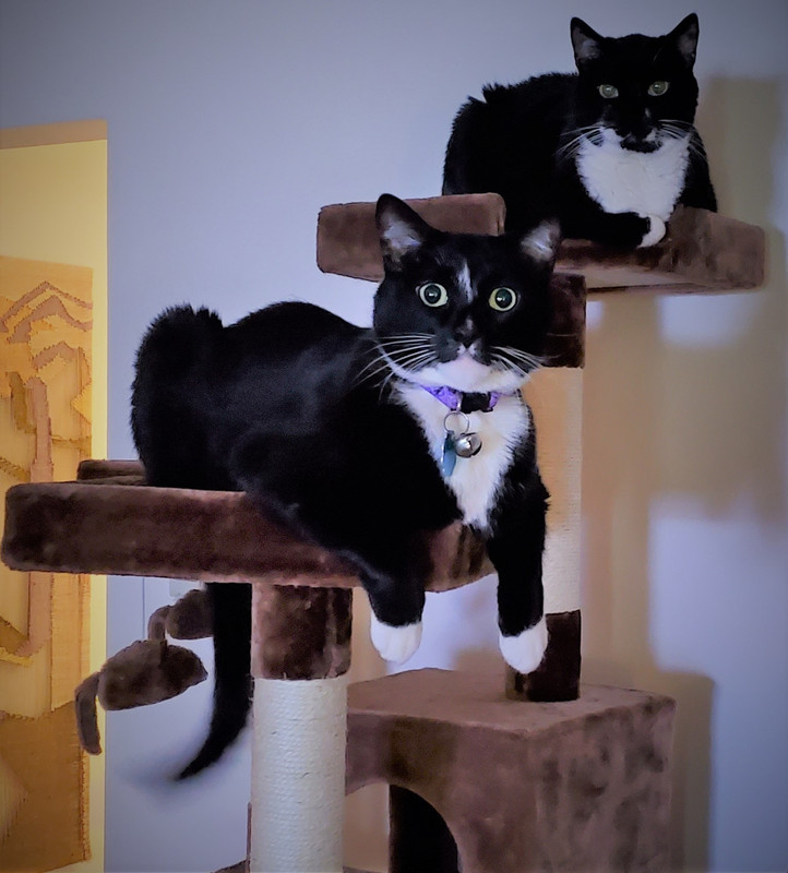 CatsOnTower (2)