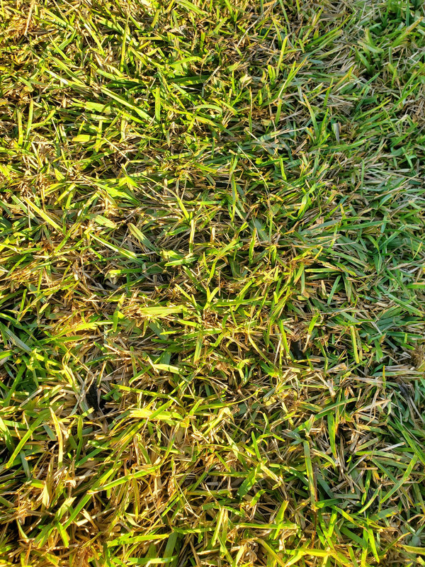 New Sod Turning Yellow Lawn Care Forum