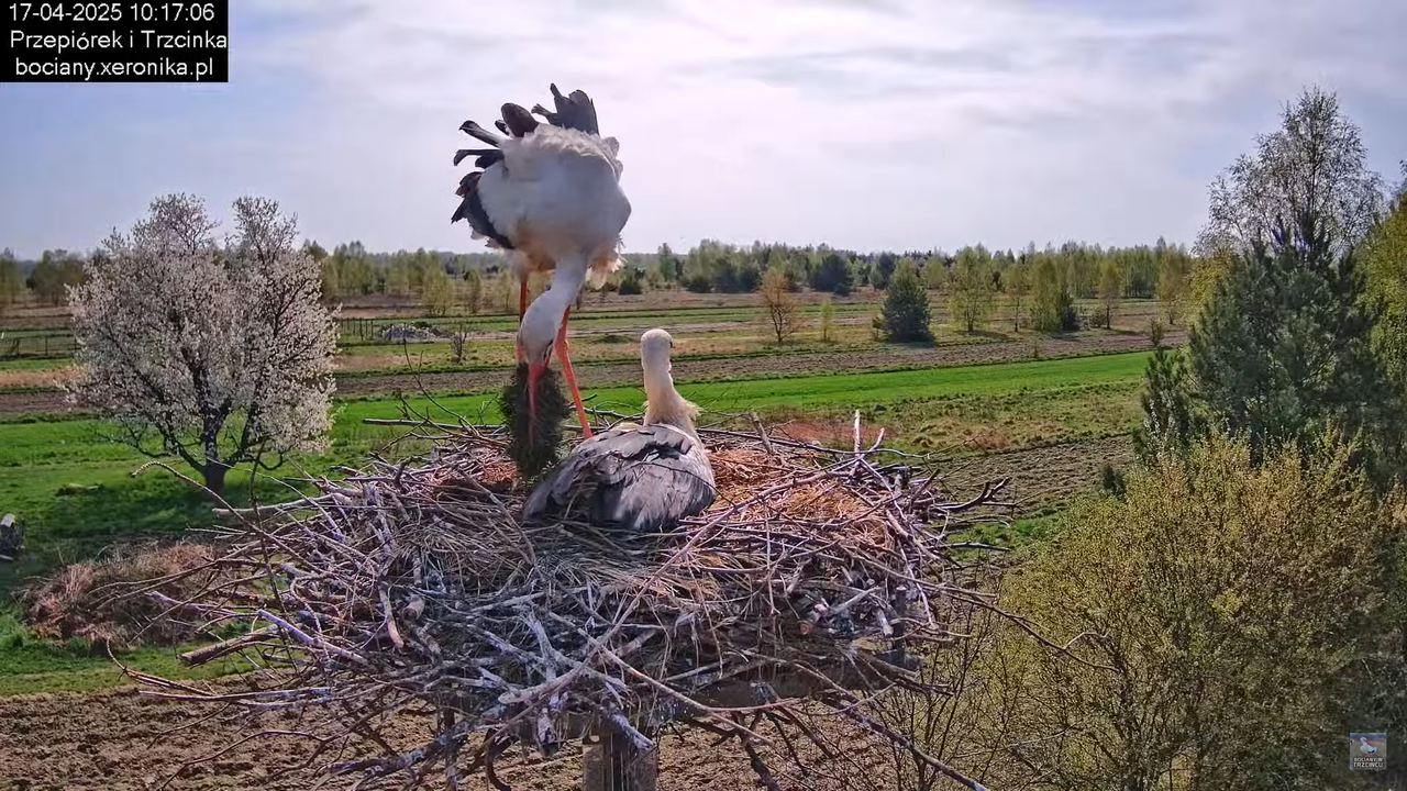 17042025bociany12