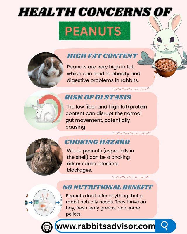 Health Concerns of Giving Peanuts to Bunnies