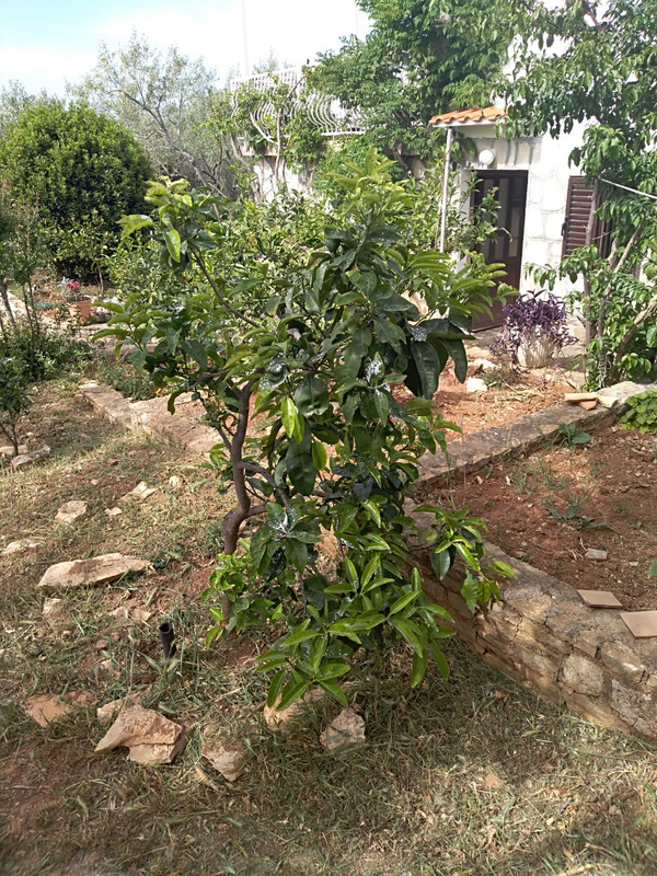 IMG-20200515-WA0031 (1)