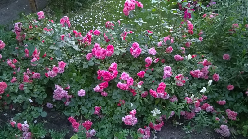 WP_20150625_20_47_01_Pro