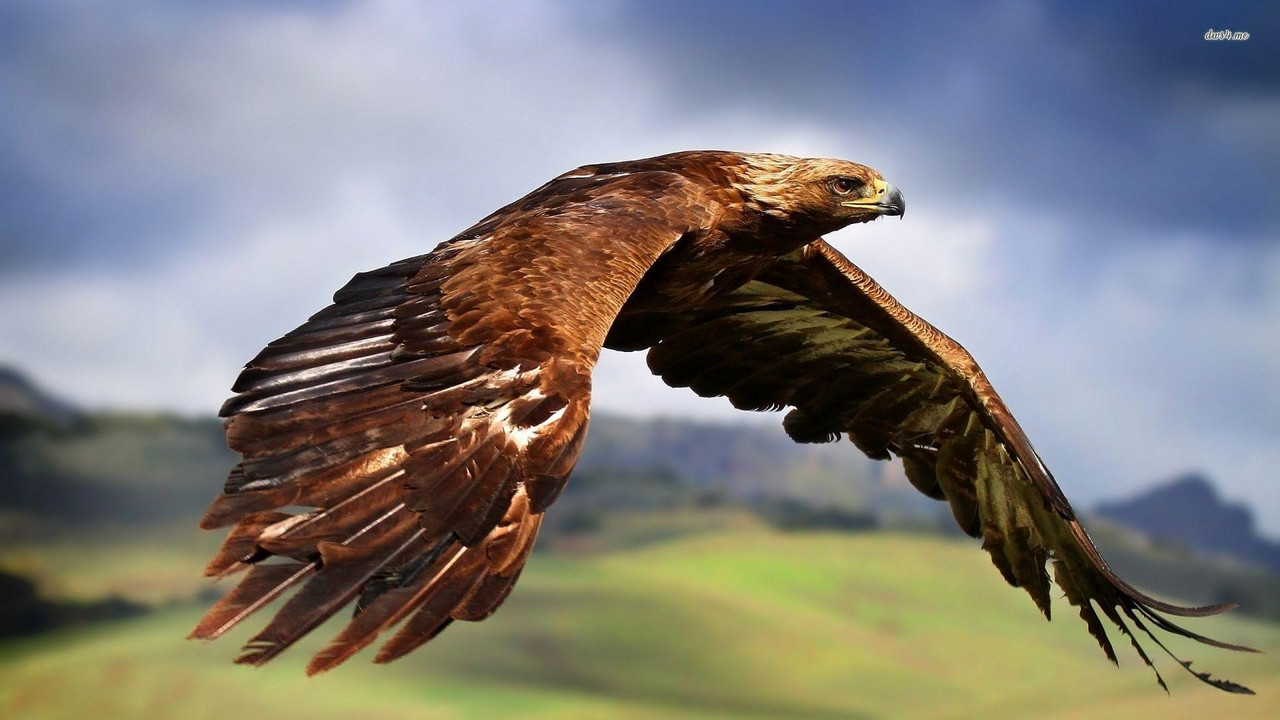 Golden Eagles Could Be Returning To Snowdonia