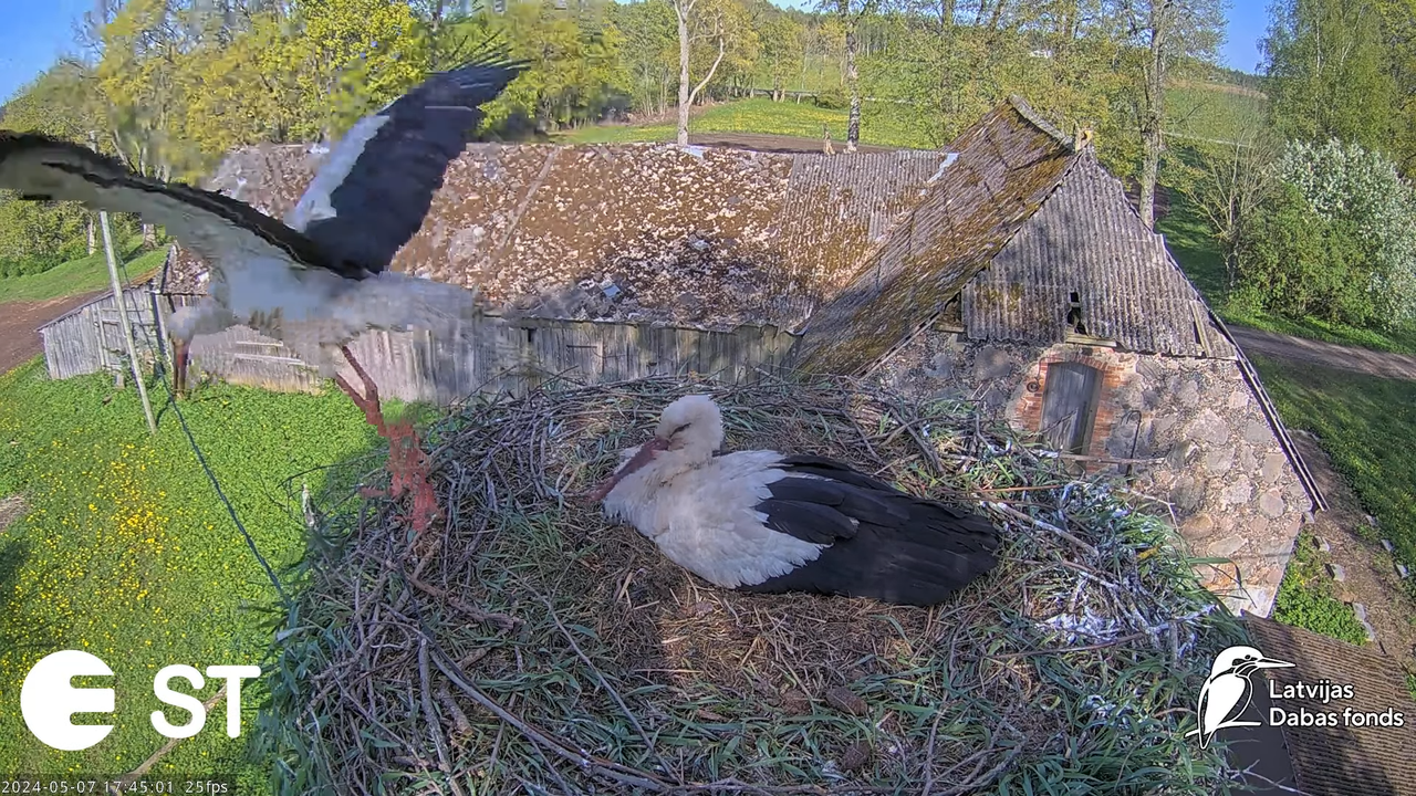 Baltie stārķi (Ciconia ciconia) Tukuma novadā - LDF tiešraide __ White storks in Tukums, Latvia 11-4
