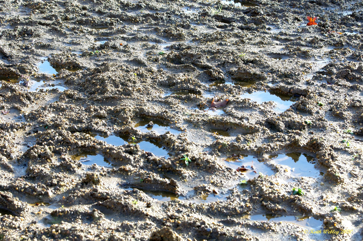 Mud