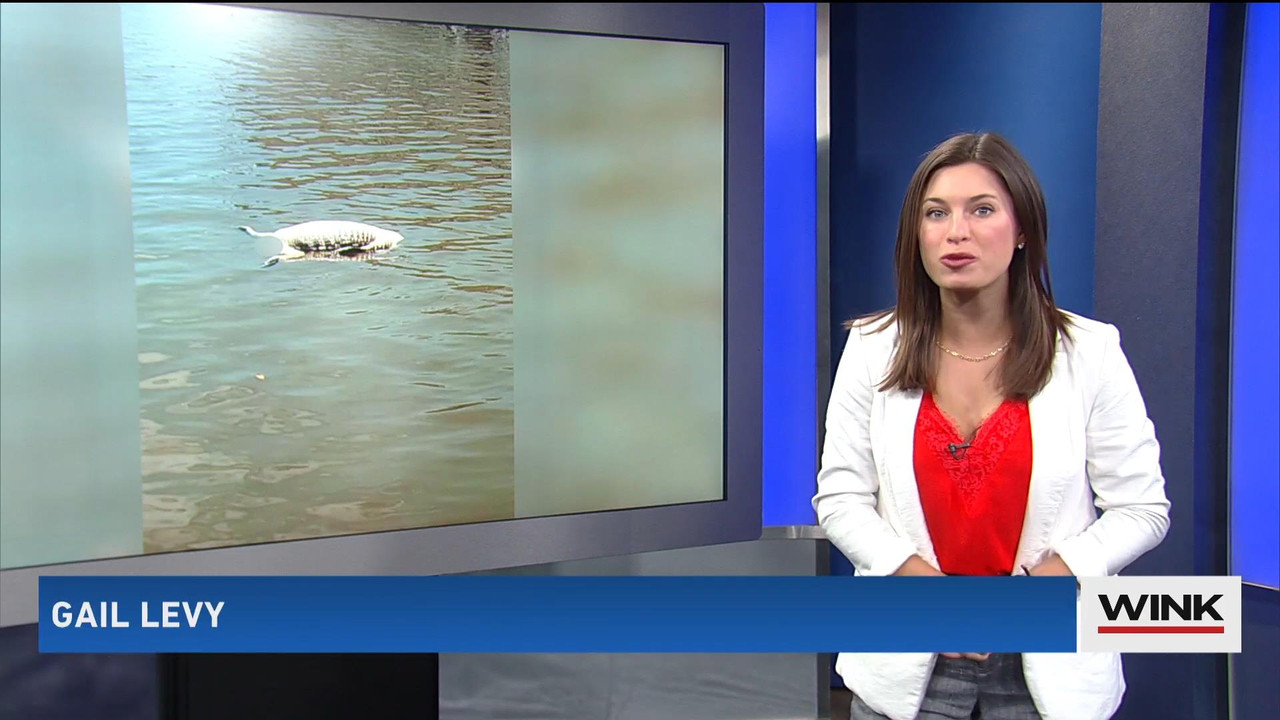 05.30 - 04.00.00 - WINK News @ 11PM Saturday. Local news, sports and ...(1).ts_snapshot_03.03_[2021.