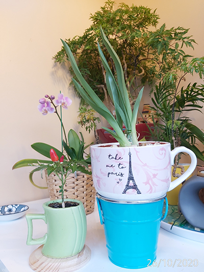 [Image: IMG-20201026-094049.jpg]