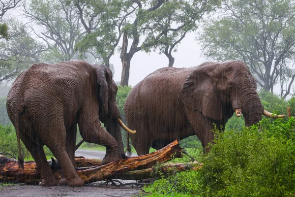 depositphotos-234589846-stock-photo-afri