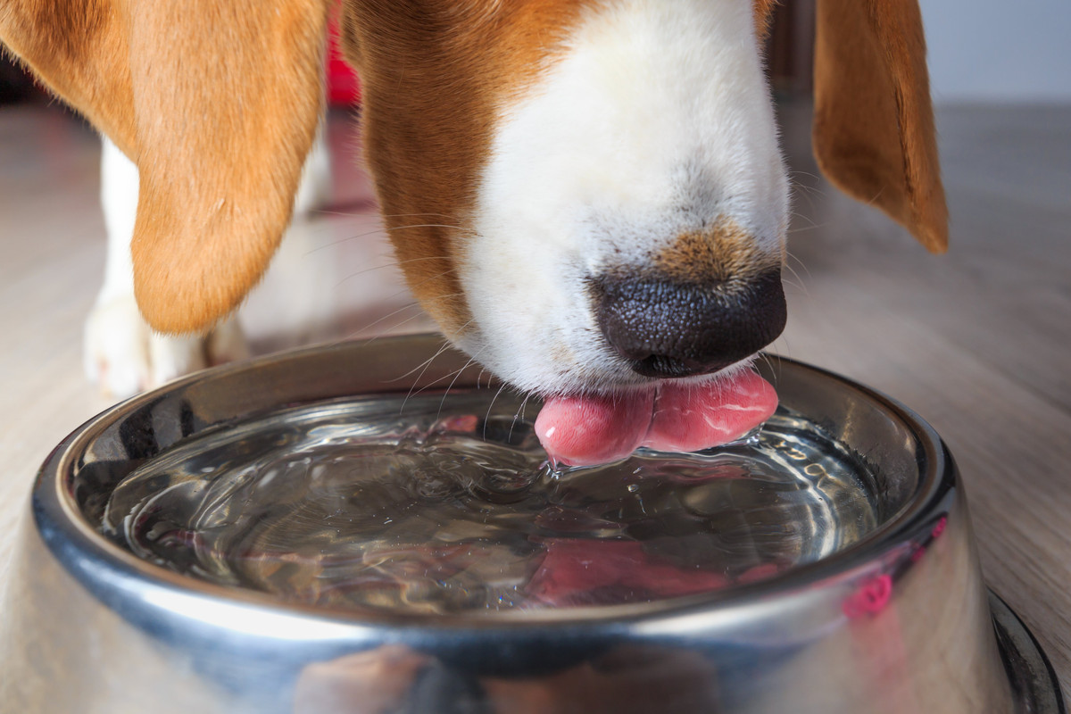 Animali, il decalogo per la dieta anti caldo in estate