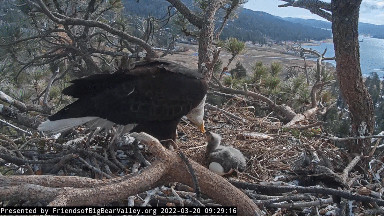 Webp.net-gifmaker (8)